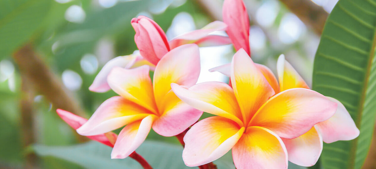 Members Greater Pine Island Chamber of Commerce