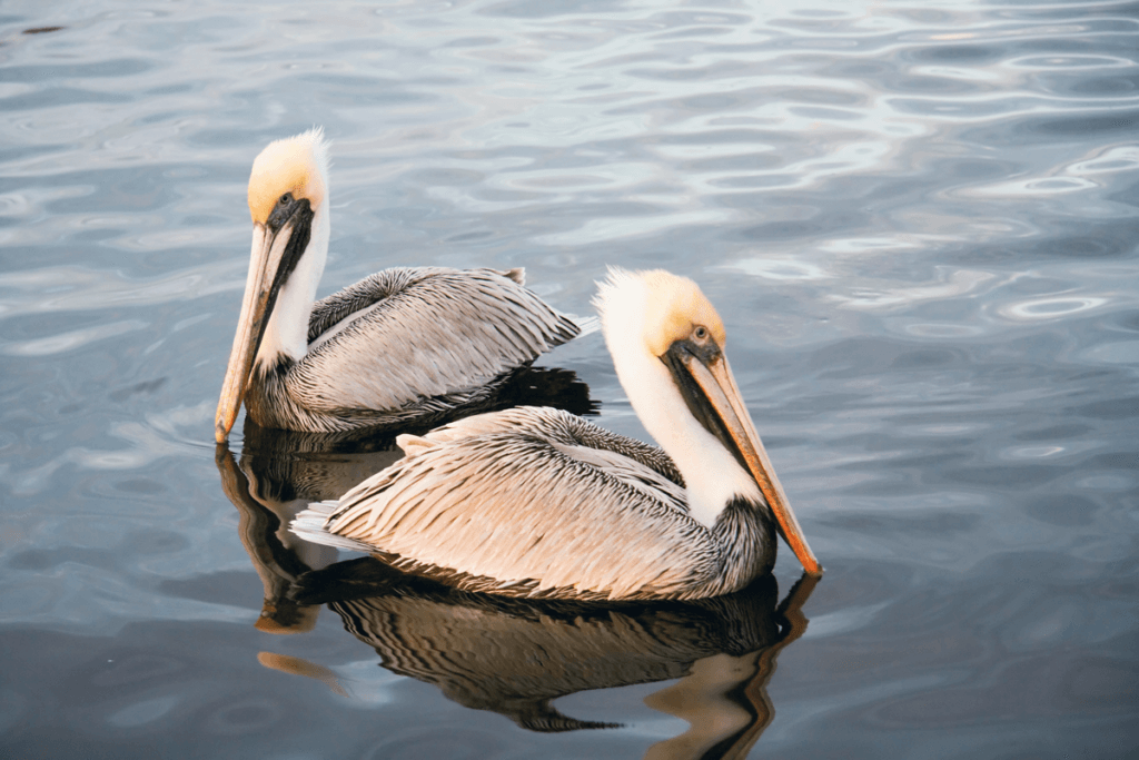 Brown Pelicans